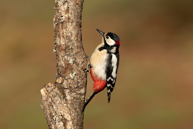 Gran pájaro carpintero manchado en un tronco de roble en un día nublado de invierno en un bosque de pinos y robles