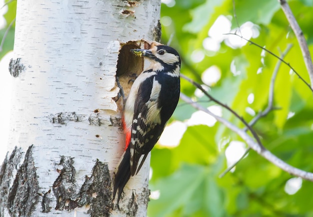 Gran pájaro carpintero moteado Dendrocopos major La hembra trajo comida para los polluelos