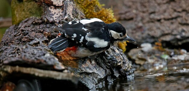 Gran pájaro carpintero moteado