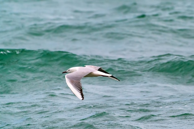 Gran pájaro gaviota en vuelo