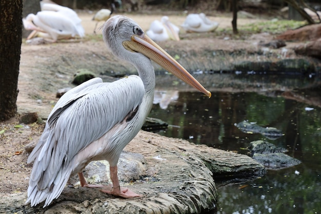 El gran pájaro pelícano blanco en el jardín