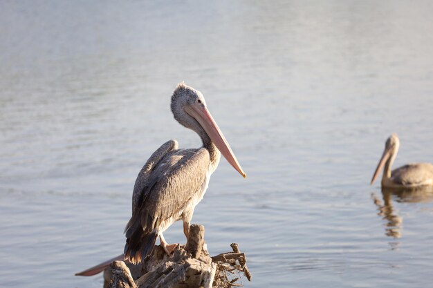 El gran pájaro pelícano descansa cerca del río.