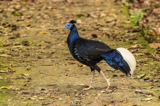 Un gran pájaro tipo faisán macho conocido como Crested Fireback (Lophura ignita)