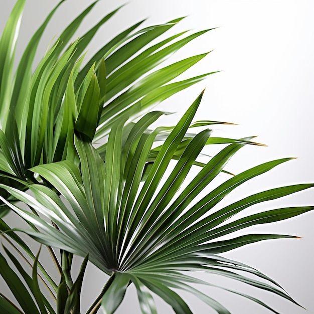 Una gran palmera con hojas verdes y un fondo blanco.