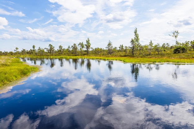 Gran pantano Kemeri Bog en el Parque Nacional Kemeri en Letonia