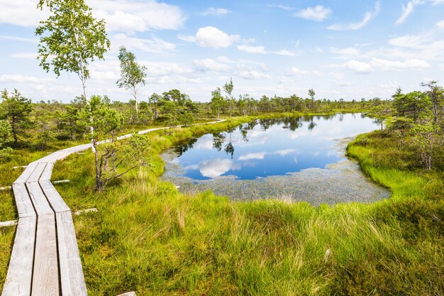 Gran pantano Kemeri Bog en el Parque Nacional Kemeri en Letonia