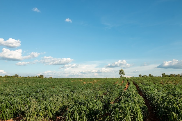 Gran parcela agrícola en el cielo azul y las nubes