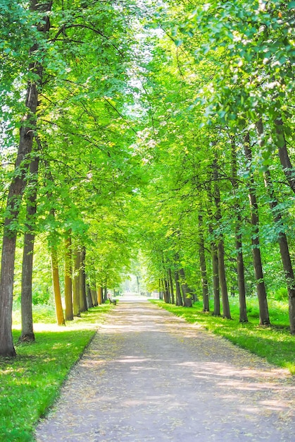 Gran parque verde en Oranienbaum Lomonosov