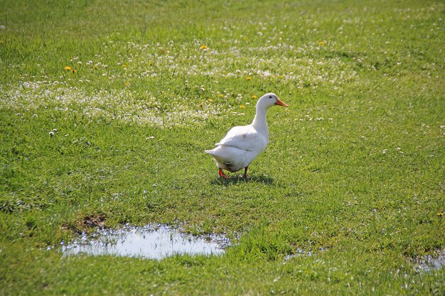 Gran pato blanco está caminando sobre el césped verde. Aves de corral en una granja del pueblo. Aves acuáticas