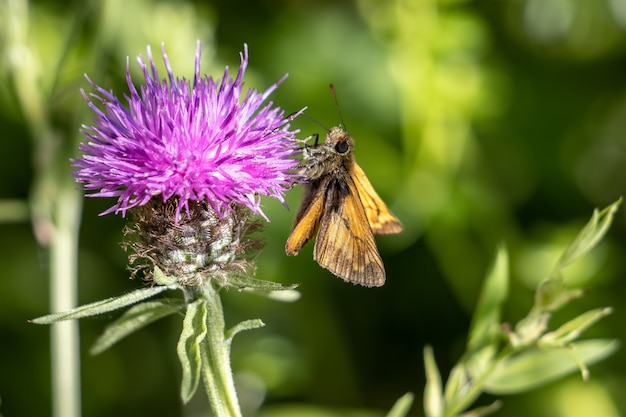 Gran patrón de mariposas (Ochlodes venatus) alimentándose de una flor en el sol de verano