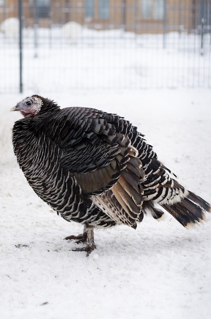 Gran pavo negro en invierno