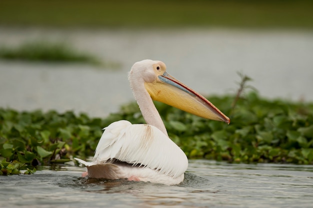 Gran pelícano blanco en el lago Naivasha