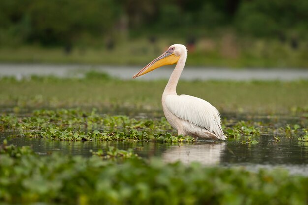 Foto gran pelícano blanco en el lago naivasha