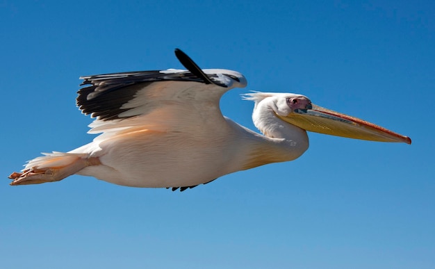 Gran pelícano blanco Pelecanus onocrotalus Namibia