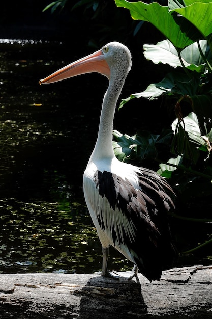 Foto el gran pelícano blanco pelecanus onocrotalus, también conocido como pelícano blanco oriental, pelícano rosado o pelícano blanco