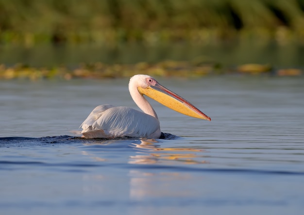 El gran pelícano blanco (Pelecanus onocrotalus) temprano en la mañana en la luz del sol suave de cerca