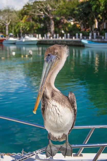 Un gran pelícano gris está sentado tranquilamente en un barco