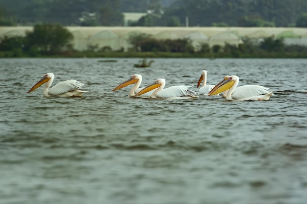 Gran pelícano sobrevolando la costa del lago Naivasha