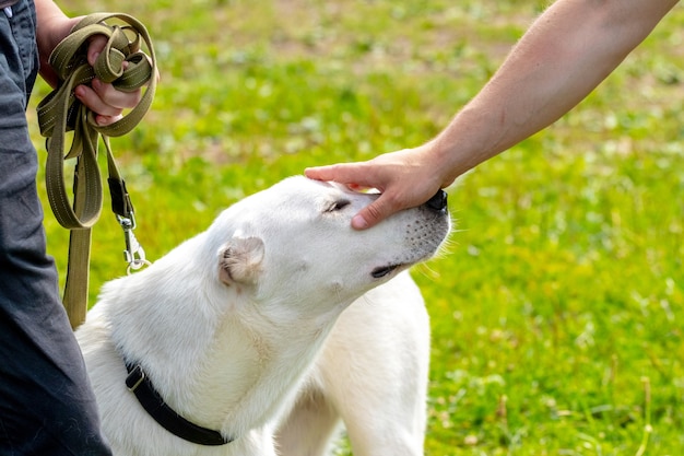 Gran perro alabai blanco cerca del dueño, otro hombre acaricia al perro con la mano