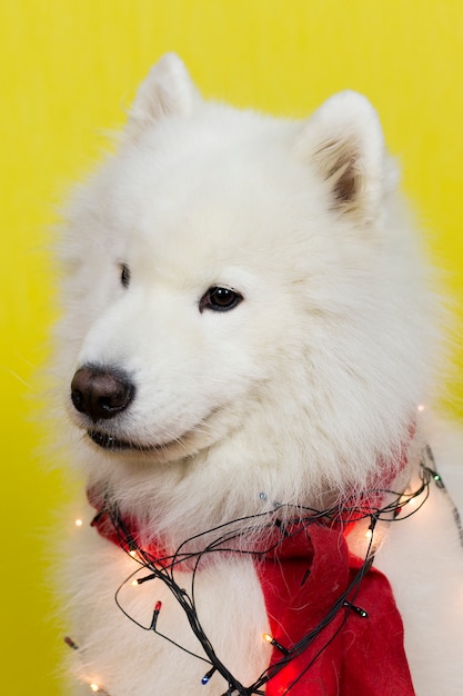 Un gran perro blanco laika.