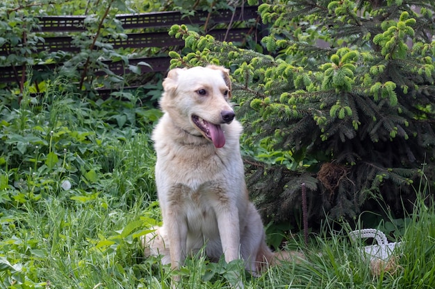 Gran perro blanco sentado en la hierba de cerca