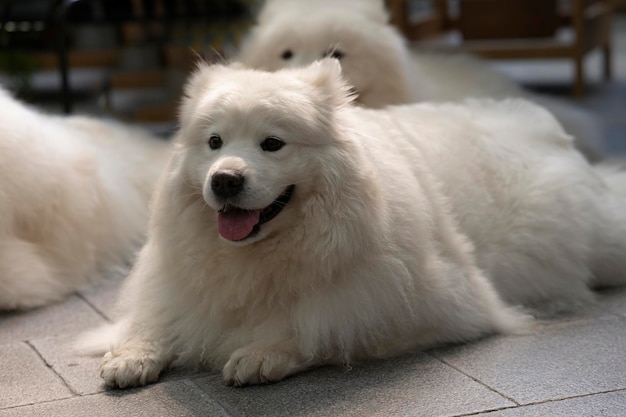 Gran perro blanco tirado en el fondo