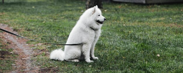 gran perro blanco