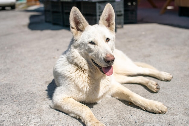 Un gran perro callejero blanco está tirado en el suelo