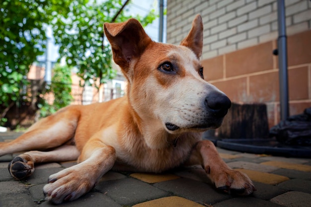 Un gran perro callejero guarda el patio. De cerca...