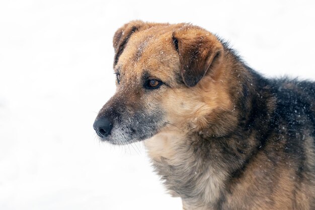 Gran perro guardián con una mirada cercana en el invierno cubierto de nieve retrato de un perro