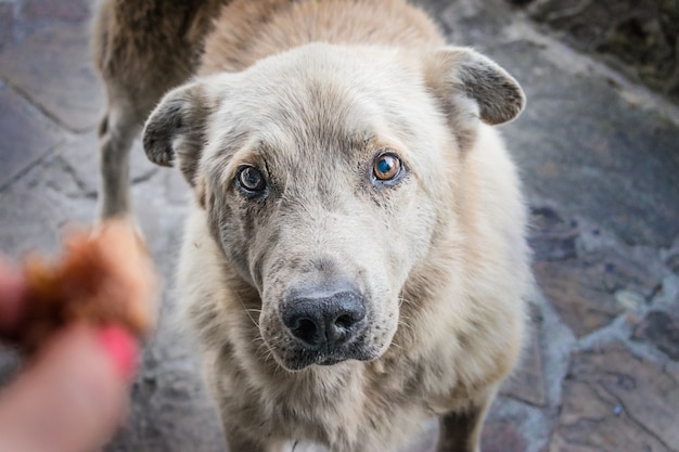 Gran perro hambriento sin hogar con ojos tristes pide comida