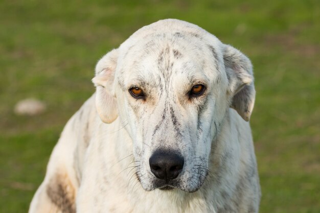 Gran perro labrador blanco en el campo