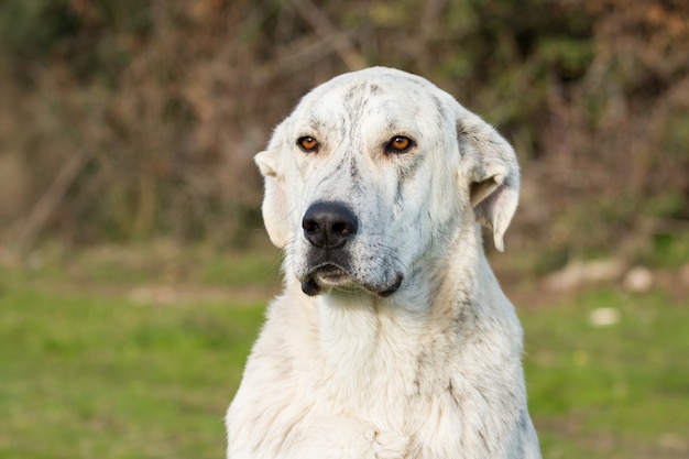 Gran perro labrador blanco en el campo