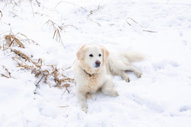 Gran perro labrador retriever en paisaje invernal se encuentra en la nieve en ventisquero