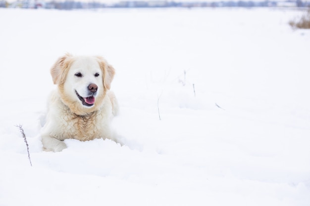 Gran perro labrador retriever en paisaje invernal se encuentra en la nieve en ventisquero