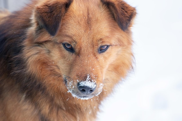 Gran perro marrón esponjoso con retrato de perro de hocico cubierto de nieve de cerca