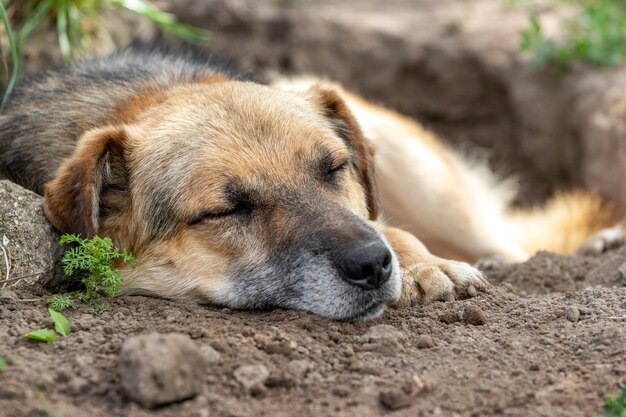 Un gran perro marrón yace en un hoyo cavado