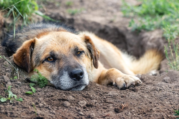 Un gran perro marrón yace en un hoyo cavado