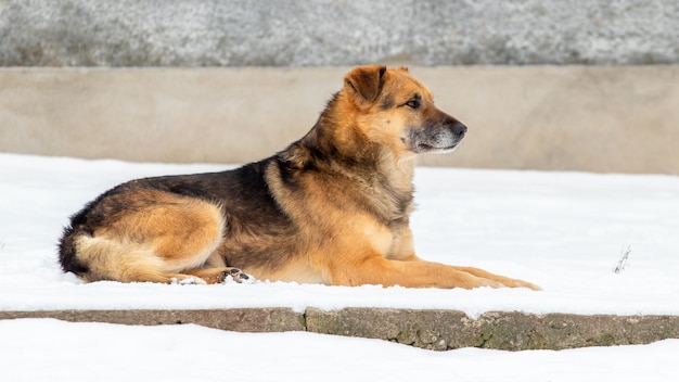 Un gran perro marrón yace en la nieve en invierno