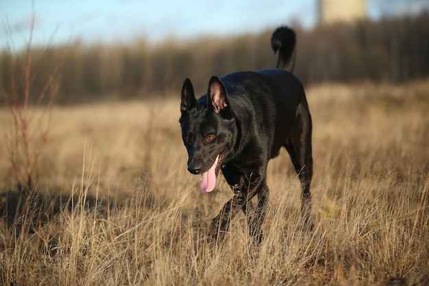 Gran perro mestizo negro caminando en la pradera de otoño