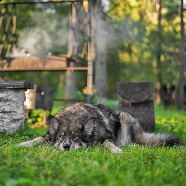 Un gran perro peludo descansa cerca de la parrilla.