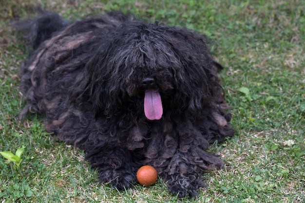 Gran perro puli negro