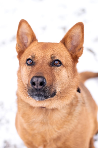 Un gran perro rojo se sienta y mira hacia otro lado.