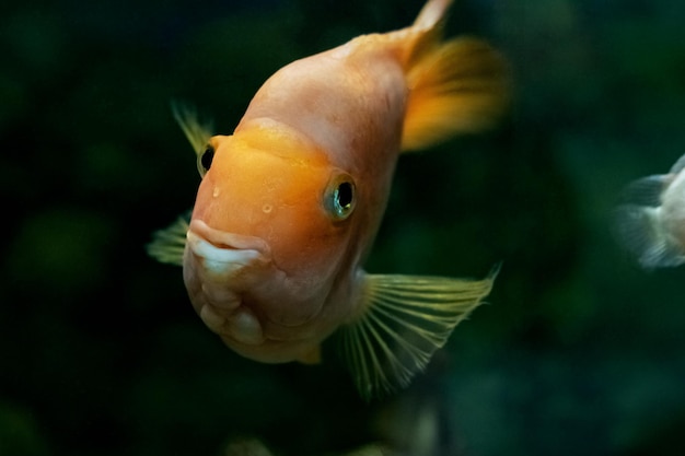 Gran pez amarillo en agua oscura en acuario