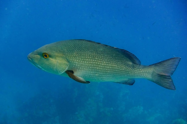 gran pez pargo rojo en aguas azules profundas de Egipto