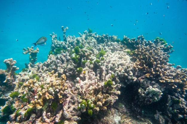 Gran piedra de arrecife de coral con peces en la isla similar