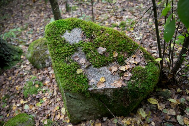 Una gran piedra en el bosque, cubierta de musgo verde y follaje otoñal. Grupo de cuento de hadas, un montón de piedras en el bosque de otoño. Fotografía de fondo Foto de alta calidad