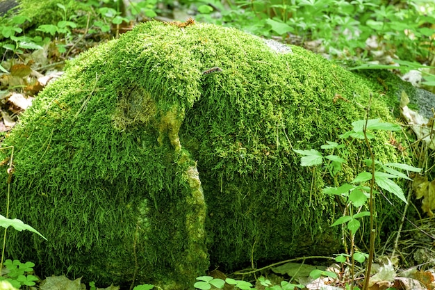 Una gran piedra cubierta de musgo verde.