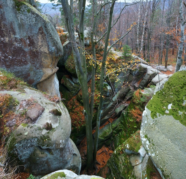 Gran piedra elevada en el bosque otoñal ("Skeli Dovbusha", región de Ivano-Frankovsk, Ucrania)