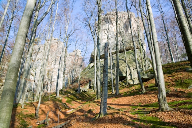 Gran piedra elevada en el bosque otoñal ("Skeli Dovbusha", región de Ivano-Frankovsk, Ucrania)